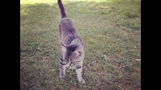 293 Ideas You Can Steal From Cats