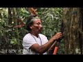 Fighting COVID-19 with Ancestral Wisdom in the Amazon | The New Yorker