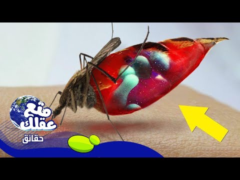 فيديو: حقائق مثيرة للاهتمام حول البعوض