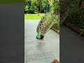 🦚 Wait for It.. This Peacock's Grand Reveal Is Absolutely Stunning! 😍#Peacock #Nature#BeautifulBirds