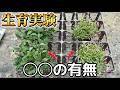 液肥だけだとこんな差が出る【園芸のぶチャンネル】【ポリゲンス】
