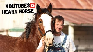 YouTube’s Heart Horse!  Rescued Clydesdale One Year Transformation In 20 Minutes!