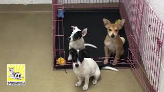 Find Your Fido - Puppy Edition