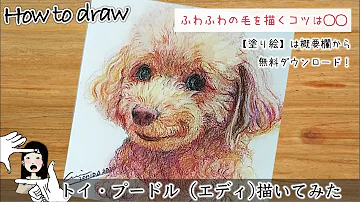 トイプードルの描き方 簡単なペン画と水彩イラスト How To Draw A Toy Poodle Mp3