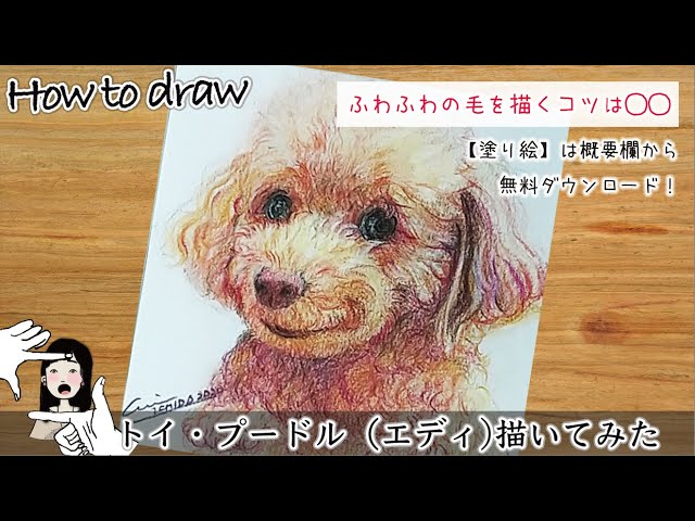 Drawing A Toy Poodle How To Draw1 Point Sentence ふわっふわの毛を描く Oneポイント解説付 トイ プードルのエディを描いてみた 色鉛筆 水彩 Youtube