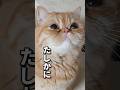 大事な話しって？#エキゾチックショートヘア #猫動画 #猫