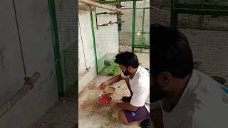 #javasparrow #javakhane#breedingpair #parrot #javajobs #parrotlover