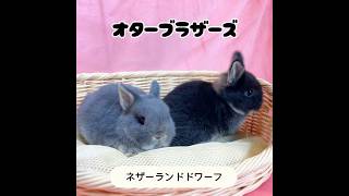 ⭐︎オターブラザーズ⭐︎ #shorts - YouTube