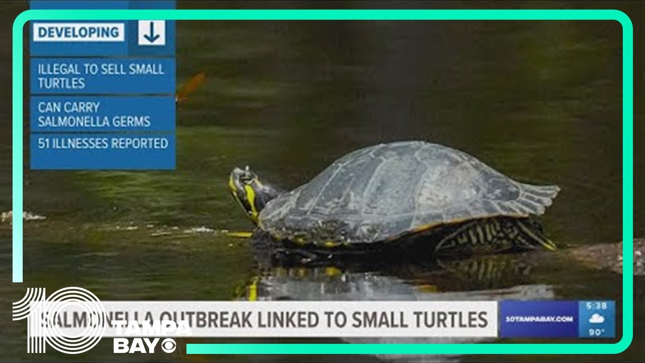 Tiny Turtles Causing Salmonella In Young Kids Florida Has The Highest tiny-turtles-causing-salmonella-in-young-kids-florida-has-the-highest