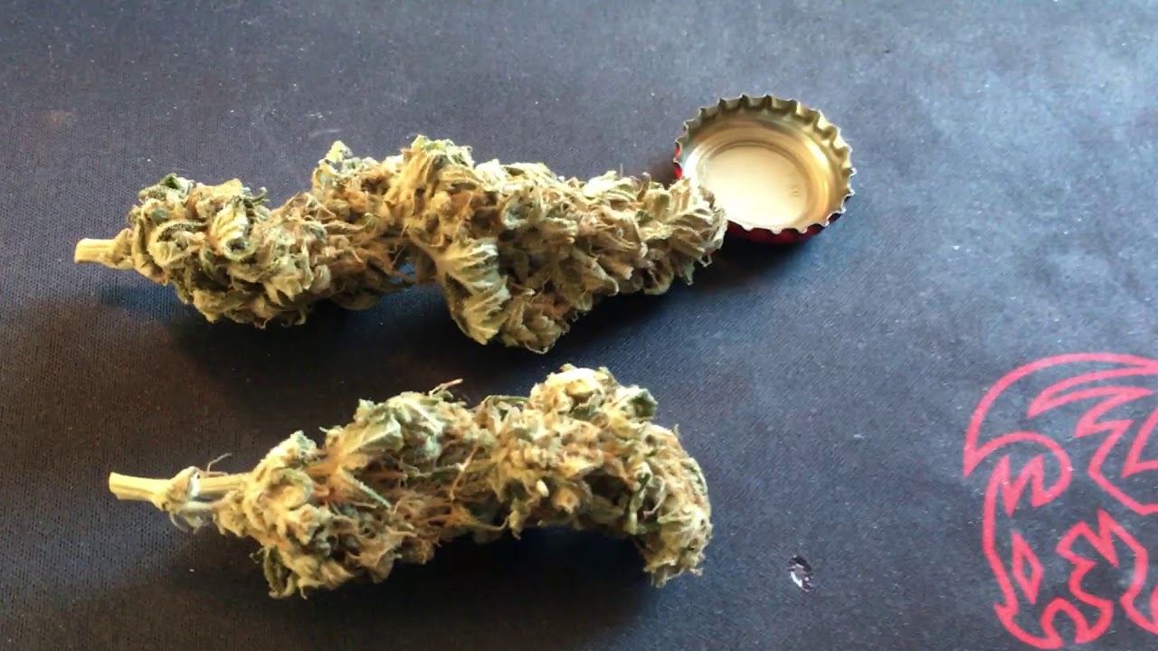 White Widow Crop king Seeds