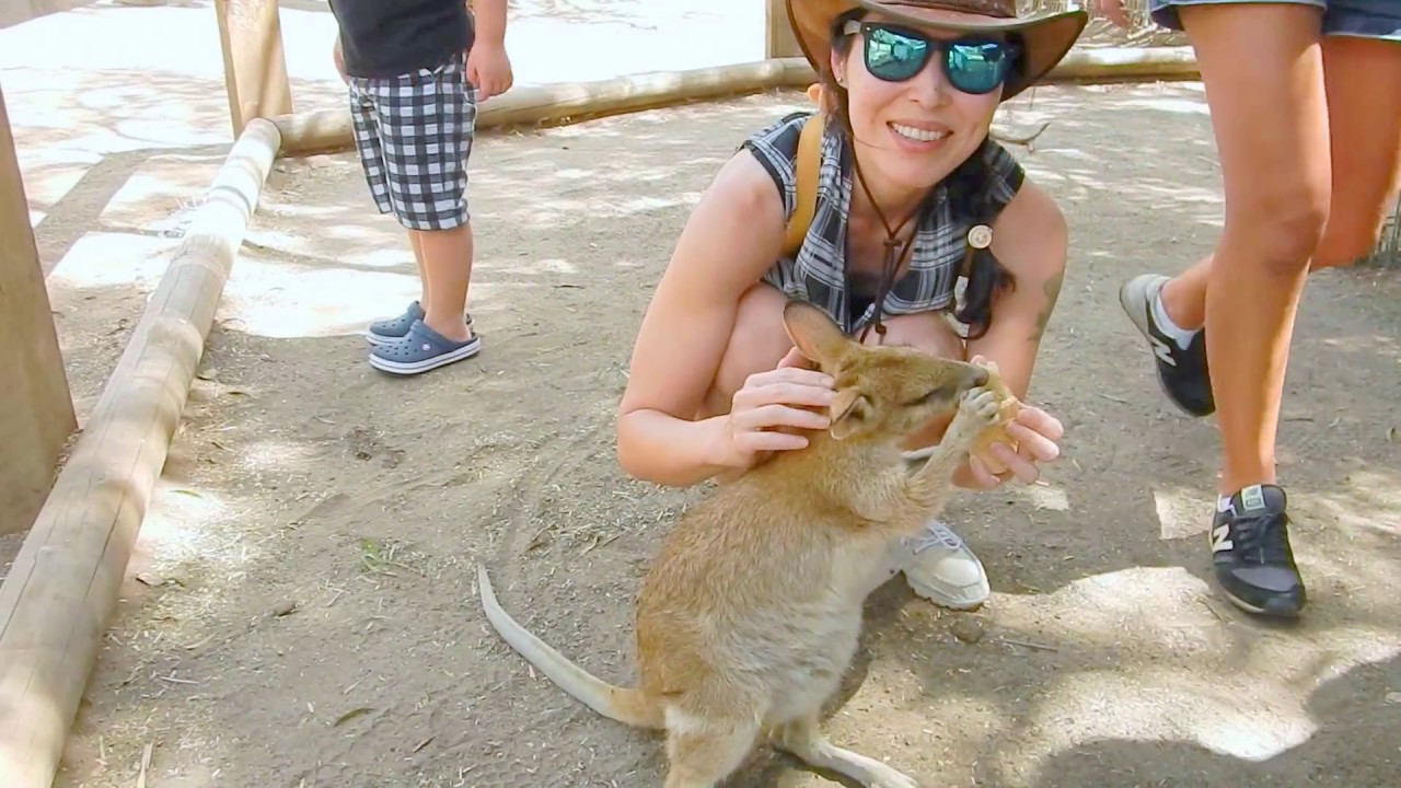 Agile Wallaby and Me