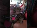 Sweet Mollycat truly loves me with all her heart #vanlife #cat #catvideo #cute