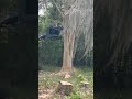 Watch our crew in action taking down this tree safely and efficiently 💪😎