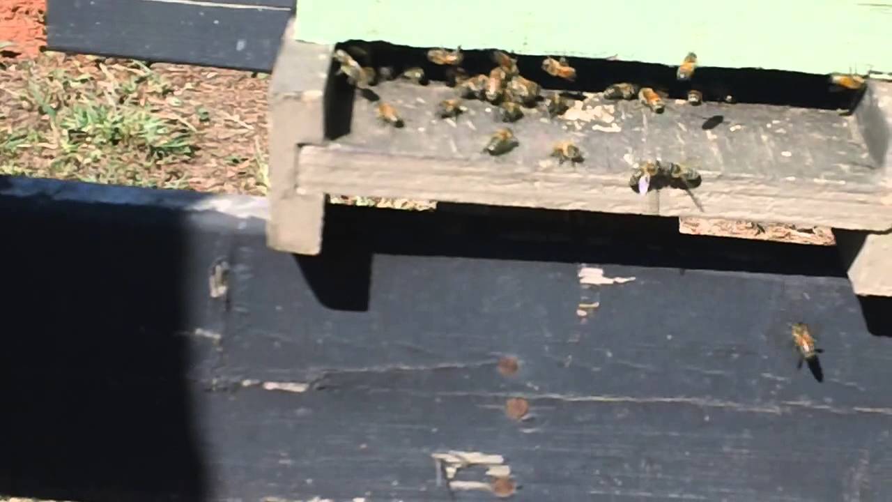 5 FRAME NUC READY FOR WINTER beetlejuice