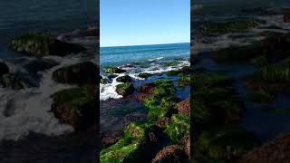 Scripps Pier Tide Pool Field Trip, Sea Grass