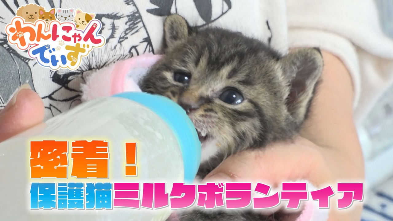 密着！子猫を救う「ミルクボランティア」とは？ - YouTube