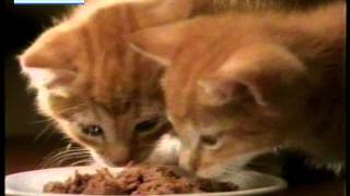 Διαφημιση Whiskas 1997