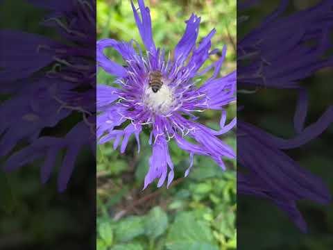 Video: Growing Stokes Asters: Informasjon om Stokes Aster Plant