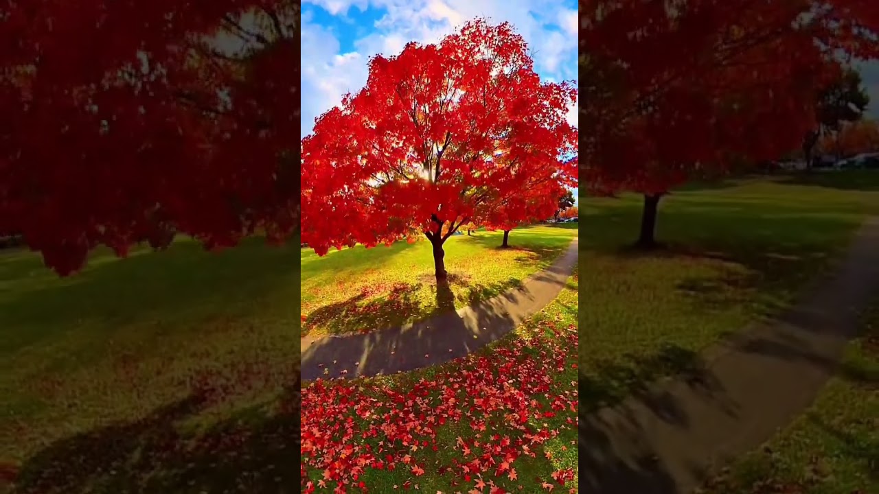 🍁 Beautiful Maple Tree 🍁