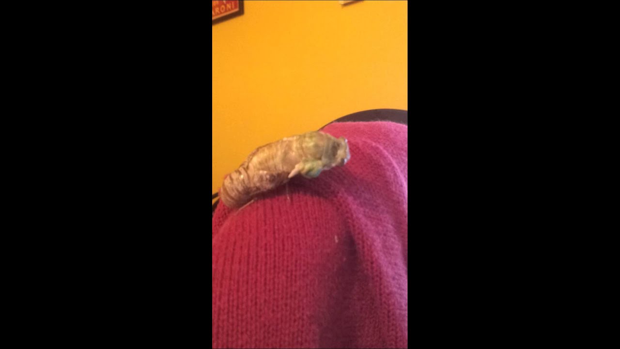 Cicada emerging from shell