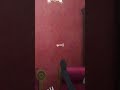 あーあ、死神の力でも無理か