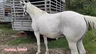 Воскресный рынок лошадей Урус-мартан.