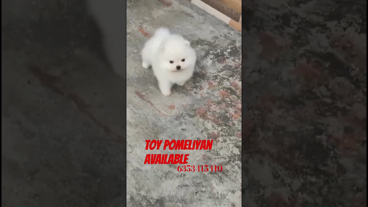 Near by petshop || Jamnagar || petshop || 