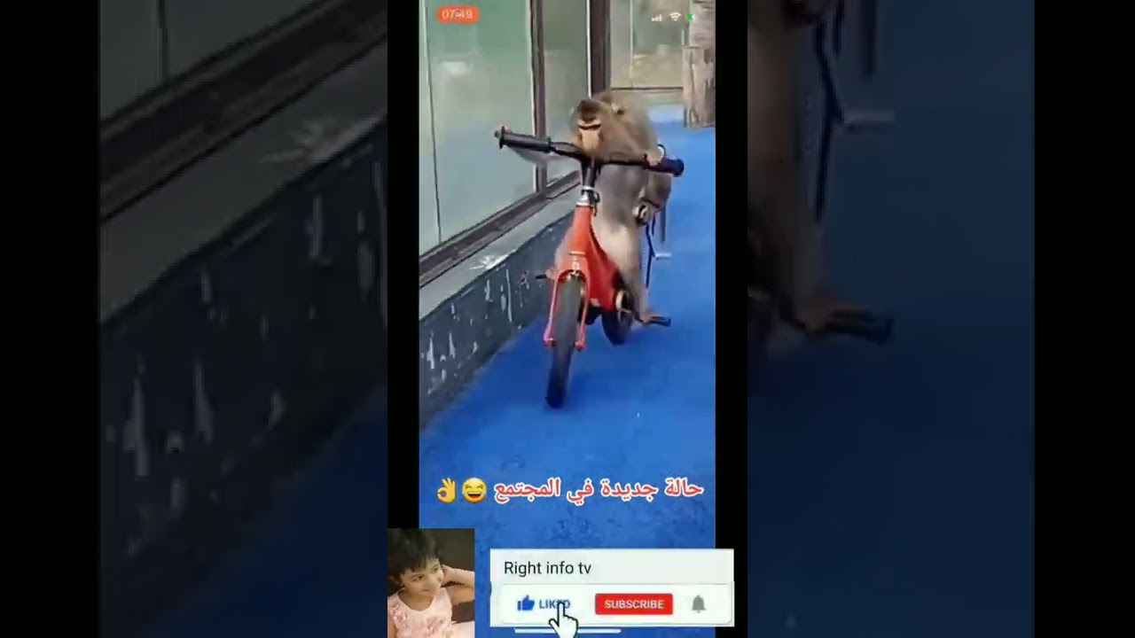 funny Monkey riding cycle 🙉🙈🤣🤣😹