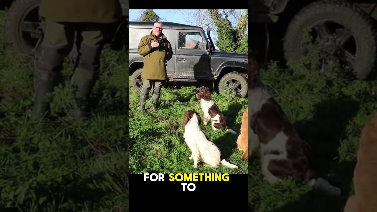 Что может произойти, если завести подружейную собаку слишком рано?