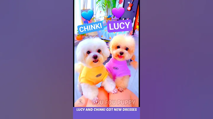 Lucy and Chinky cute clothes 🥰 Cute Fluffy Puppies clothes 🐶 #dogclothes #petclothes #pets