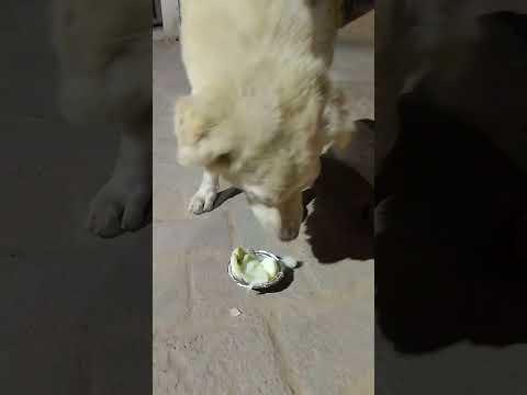 #funny #viral #trending #comedy #shorts