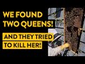 We found TWO queens and they tried to kill one!
