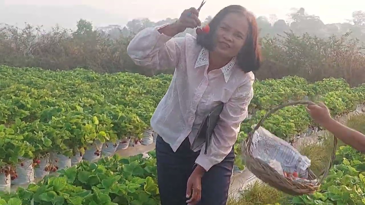 เก็บสตอเบอรี่ที่สวยอิชิโกะ ตั้งแต่เช้าๆ สด อร่อยม๊วก! #ท่องเที่ยว 15 ก.พ.69