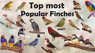 Most Popular Types of Finches | Different varieties of finches | Zebra finch | Gouldian finch