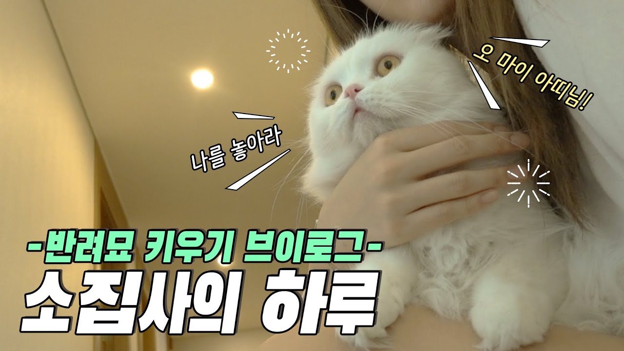 소유네 고양이 '아띠'를 소개합니다🐈 지구최강 귀염.시크.냥이💕 | ENG SUB