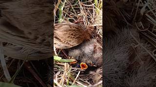 Life Inside The Pipit Nest Cute Baby Birds P 4