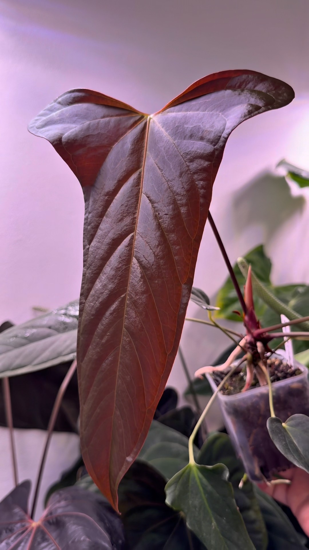 Anthurium papillilaminum 'Ree Gardens' x furcarum | Plantas do