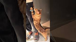 八條這回真的會說話了~ #cat #pets #喵哥是萌新 #八條 #cute