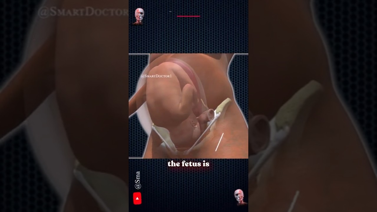 В утробе матери на 39 неделе | Момент перед началом жизни 🤰🏻✨