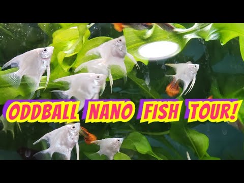 oddball fish store