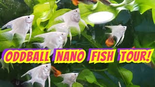 Browsing Oddball Nano Fish, Red Eyed Puffers, Angels, Cichlids