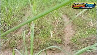 penting!! || perlunya drainase yang memadai apabila tanam tebu di musim penghujan 😲🌧️🌧️