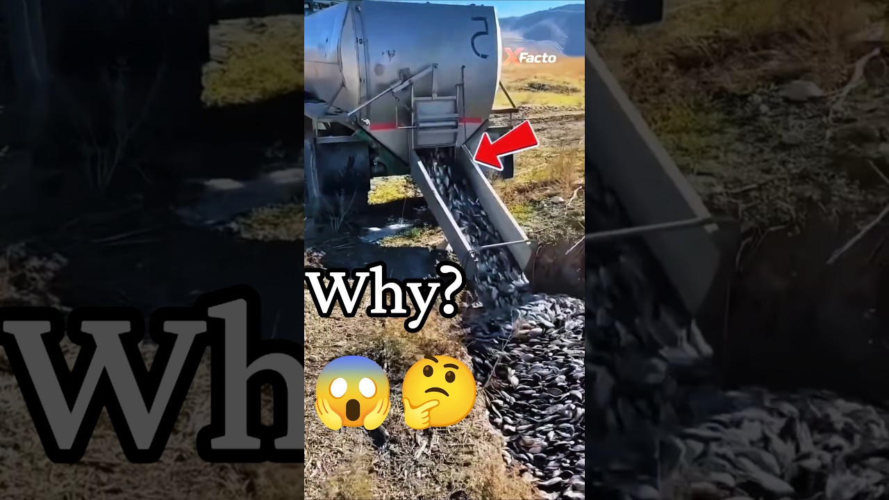 😲Why do they bury Fish in ground? #shorts #shortsfeed #news #facts #viral #fish #australia #animals