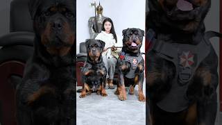 DOG BABYS 🤩😂 Bres#shorts​​​​​​​ #doblaje​​​​​​​#kangal​​​​​​​ #dog​​​​​​​ #facts​​​​#ytshorts​​​​​​​