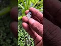 “රුපියල් ලක්ෂ 5ක නිල් මැණික 💎” Blue And yellow 18 crt. #gemstone #srilanka #sapphire #shorts #gems