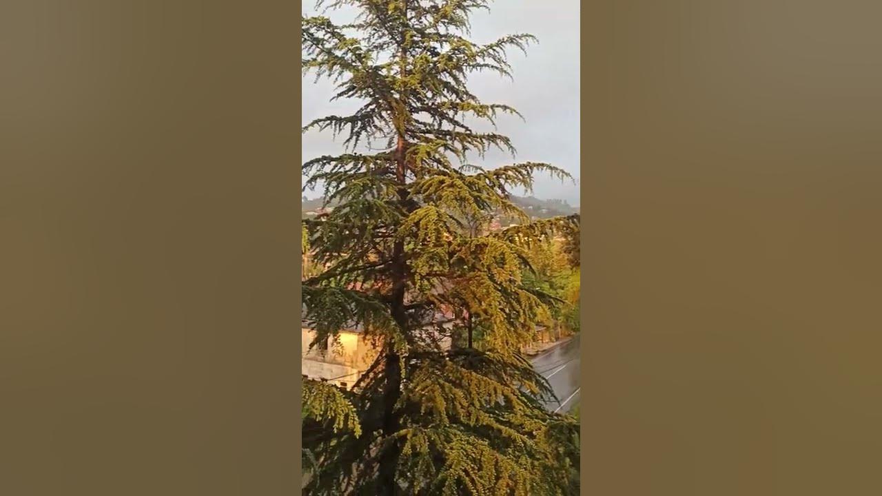 Есть ли в Батуми березы