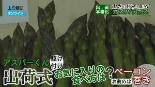 Full-Scale Shipments Begin: Asparagus with Excellent Thickness and