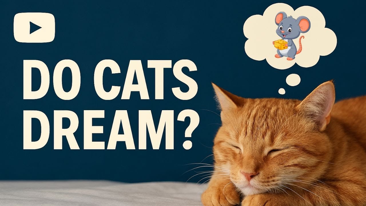 Do Cats Really Dream When They Sleep?