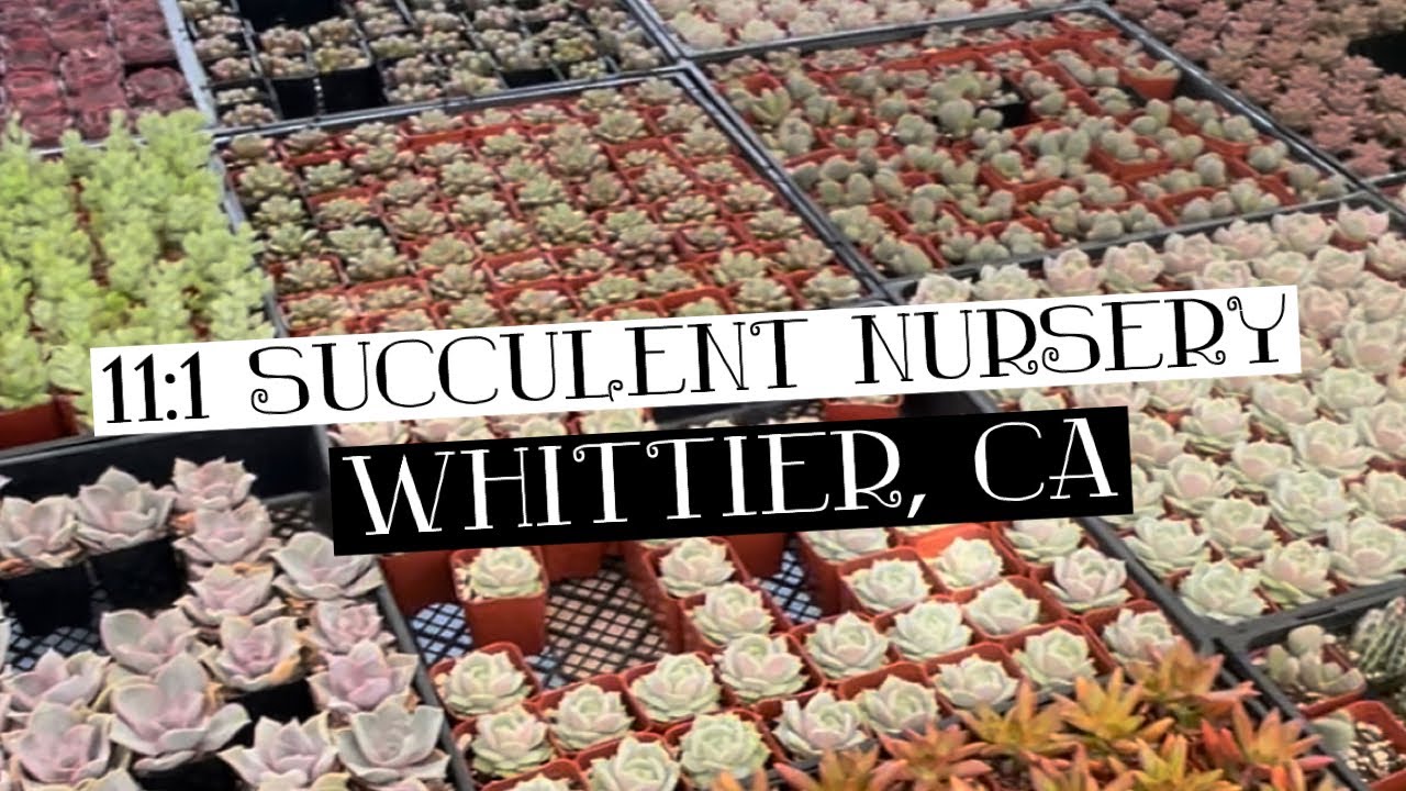 Nursery Walk| 11:1 Succulent Nursery in Whittier, California - YouTube