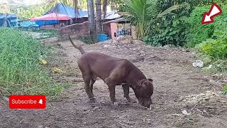 Smokey Zilla Pitbull